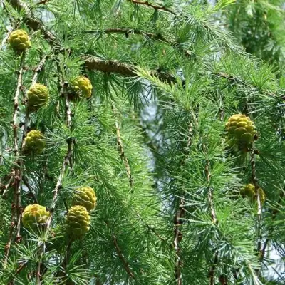 Лиственница КЕМПФЕРА в Мозыре