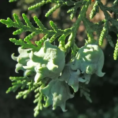 Туя восточная в Мозыре