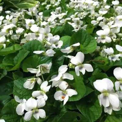 Фиалка АЛЬБИФЛОРА сестринская в Мозыре