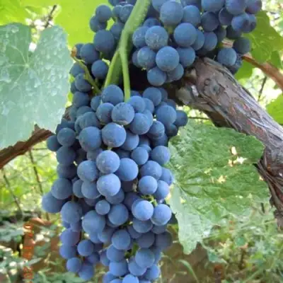 Виноград ВЕНУС в Мозыре