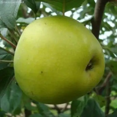 Яблоня КОШТЕЛЯ в Мозыре