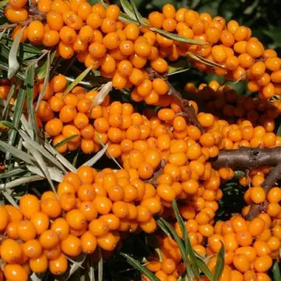 Облепиха АЛТАЙСКАЯ в Мозыре