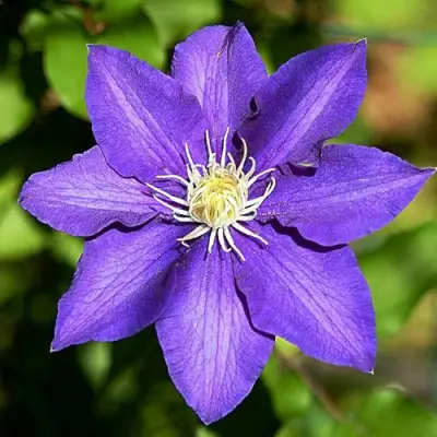 Клематис ЗЕ ПРЕЗИДЕНТ в Мозыре