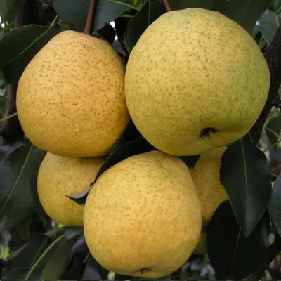 Груша ВЕЛИКАЯ ЛЕТНЯЯ (БОЛЬШАЯ ЛЕТНЯЯ) в Мозыре