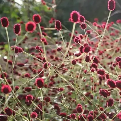 Кровохлебка ЧОКОЛАТ ТИП в Мозыре