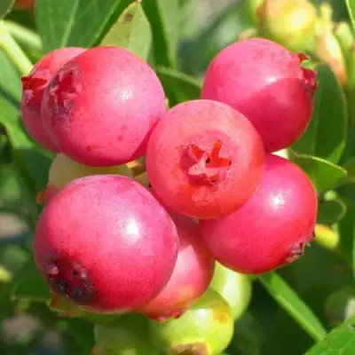 Голубика ПИНК ЛИМОНАД в Мозыре