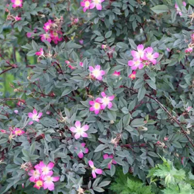 Роза сизая в Мозыре