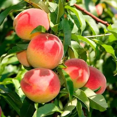 Персик ДИВНЫЙ в Мозыре