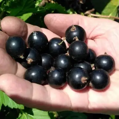 Смородина черная ЧЕРНООКАЯ в Мозыре