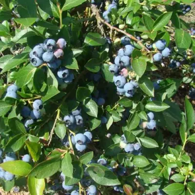 Голубика БЛЮЭТТА в Мозыре