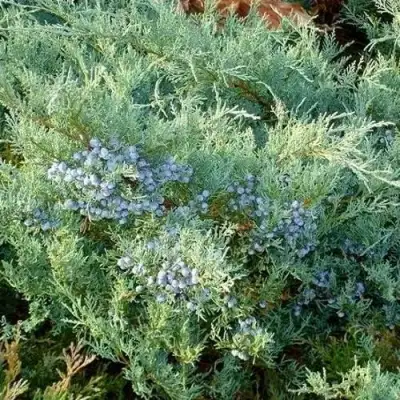 Можжевельник ГРЕЙ ОУЛ виргинский  в Мозыре