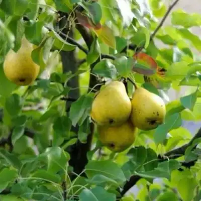 Груша ВИЛИЯ в Мозыре