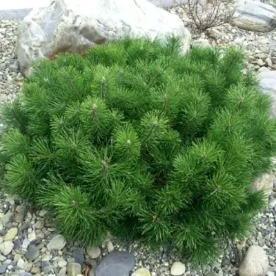 Сосна горная МУГУС в Мозыре