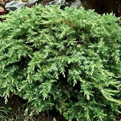 Можжевельник ШЛЯГЕР прибрежный в Мозыре