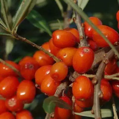 Облепиха ВОРОБЬЕВСКАЯ в Мозыре