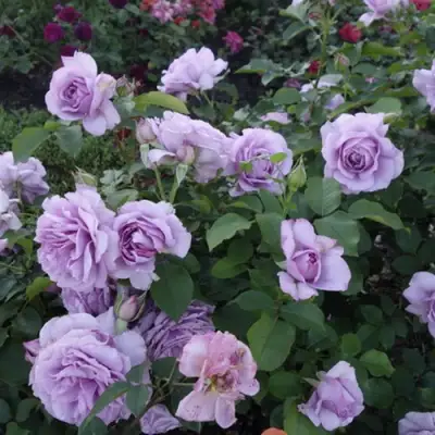 Роза ЛАВ СОНГ флорибунда в Мозыре