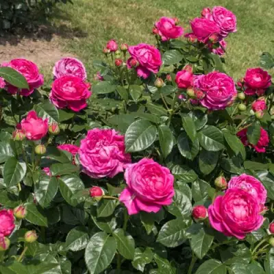 Роза АНУШКА чайно-гибридная в Мозыре