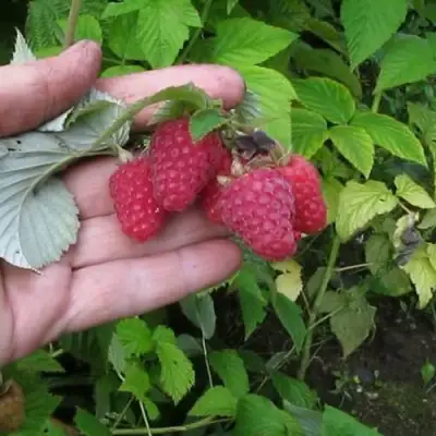 Малина КОРПИКО в Мозыре