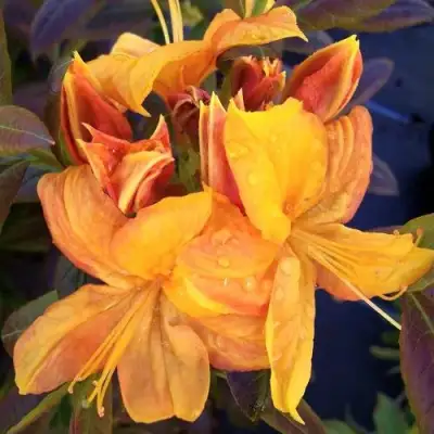 Азалия КЛОНДАЙК листопадная в Мозыре