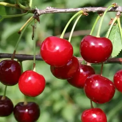 Вишня ХАРИТОНОВСКАЯ в Мозыре