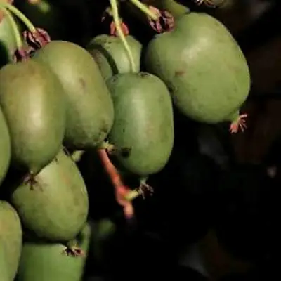 Актинидия РОГОВ аргута в Мозыре