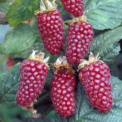 Ежемалина ТАЙБЕРРИ в Мозыре