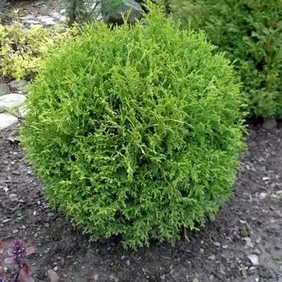 Туя ХОЗЕРИ западная в Мозыре