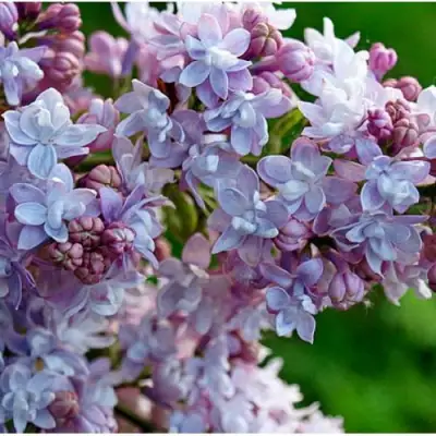 Сирень ПАМЯТЬ О ВАВИЛОВЕ в Мозыре