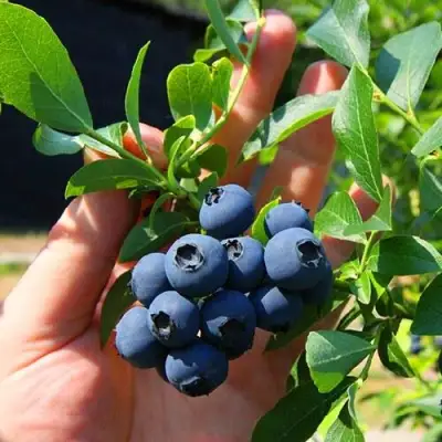 Голубика НОРТ КАНТРИ в Мозыре