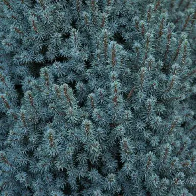 Ель САНДЕРС БЛЮ канадская в Мозыре