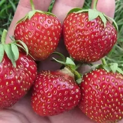 Клубника ВИМА ЗАНТА в Мозыре