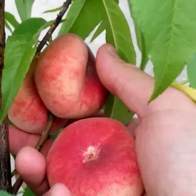 Персик САТУРН ИНЖИРНЫЙ в Мозыре