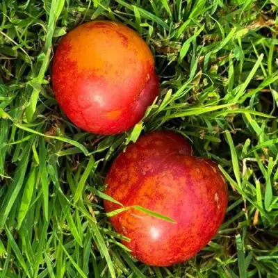 Шарафуга НЕКТАРИННАЯ в Мозыре