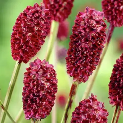 Кровохлебка ТАННА лекарственная в Мозыре