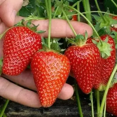 Клубника АЛЬБА в Мозыре