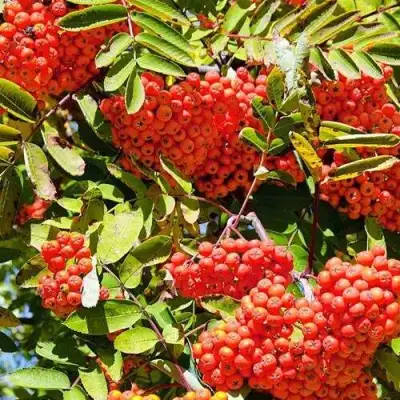 Рябина СОРБИНКА сладкоплодная в Мозыре