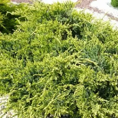 Можжевельник ГОЛД СТАР средний в Мозыре