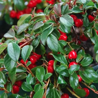 Кизильник Даммера в Мозыре