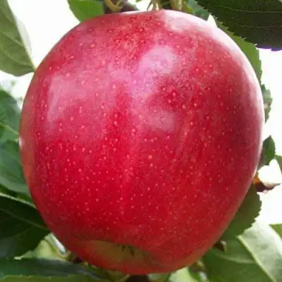 Яблоня ГАЛА МАСТ в Мозыре