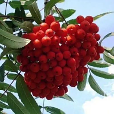 Рябина САХАРНАЯ ПЕТРОВА сладкоплодная в Мозыре