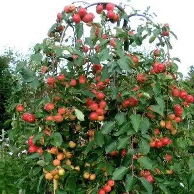 Яблоня ХЮВИНГИЕНЗИС декоративная в Мозыре