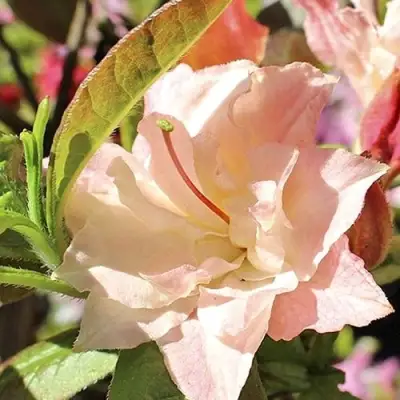 Азалия КЭННОНС ДАБЛ листопадная в Мозыре