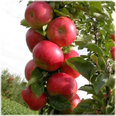 Яблоня ОСТАНКИНО колонновидная в Мозыре