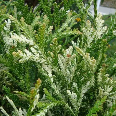 Туевик ВАРИЕГАТА долотовидный в Мозыре