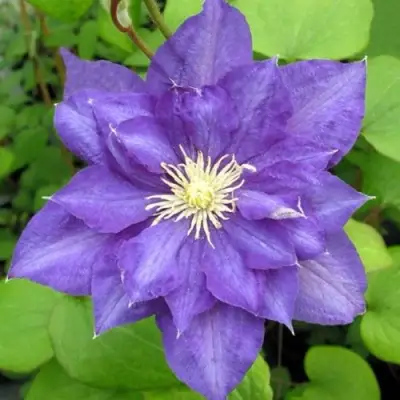 Клематис БЬЮТИ ОФ ВОЧЕСТЕР в Мозыре