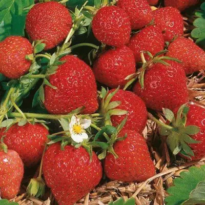 Клубника ФЛОРЕНС в Мозыре