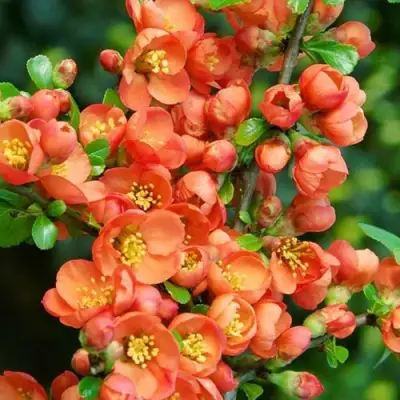 Айва ОРАНЖ ТРЕЙЛ в Мозыре