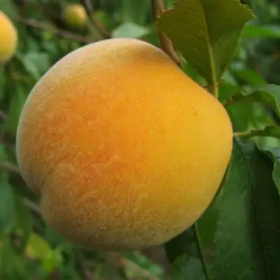 Персик ДОНЕЦКИЙ ЖЕЛТЫЙ в Мозыре