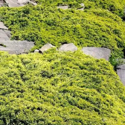 Можжевельник ГОЛДЕН КАРПЕТ горизонтальный  в Мозыре