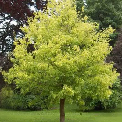 Клен ясенелистный в Мозыре